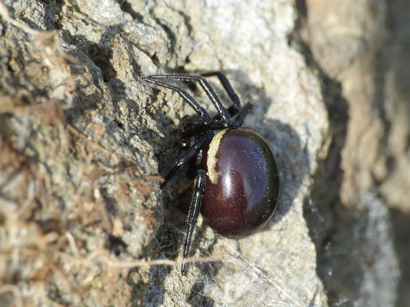 Una bella Steatoda paykulliana - Montecompatri (RM)